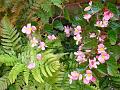 2012-0826-1235_Begonia_19,5C
